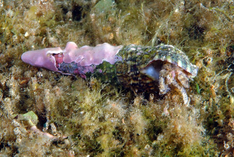 Cerithium vulgatum